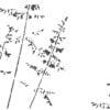 Wild grass Cake Stencil 2 Part set